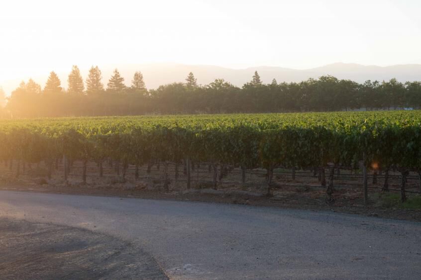 Bosché vineyard at sunset