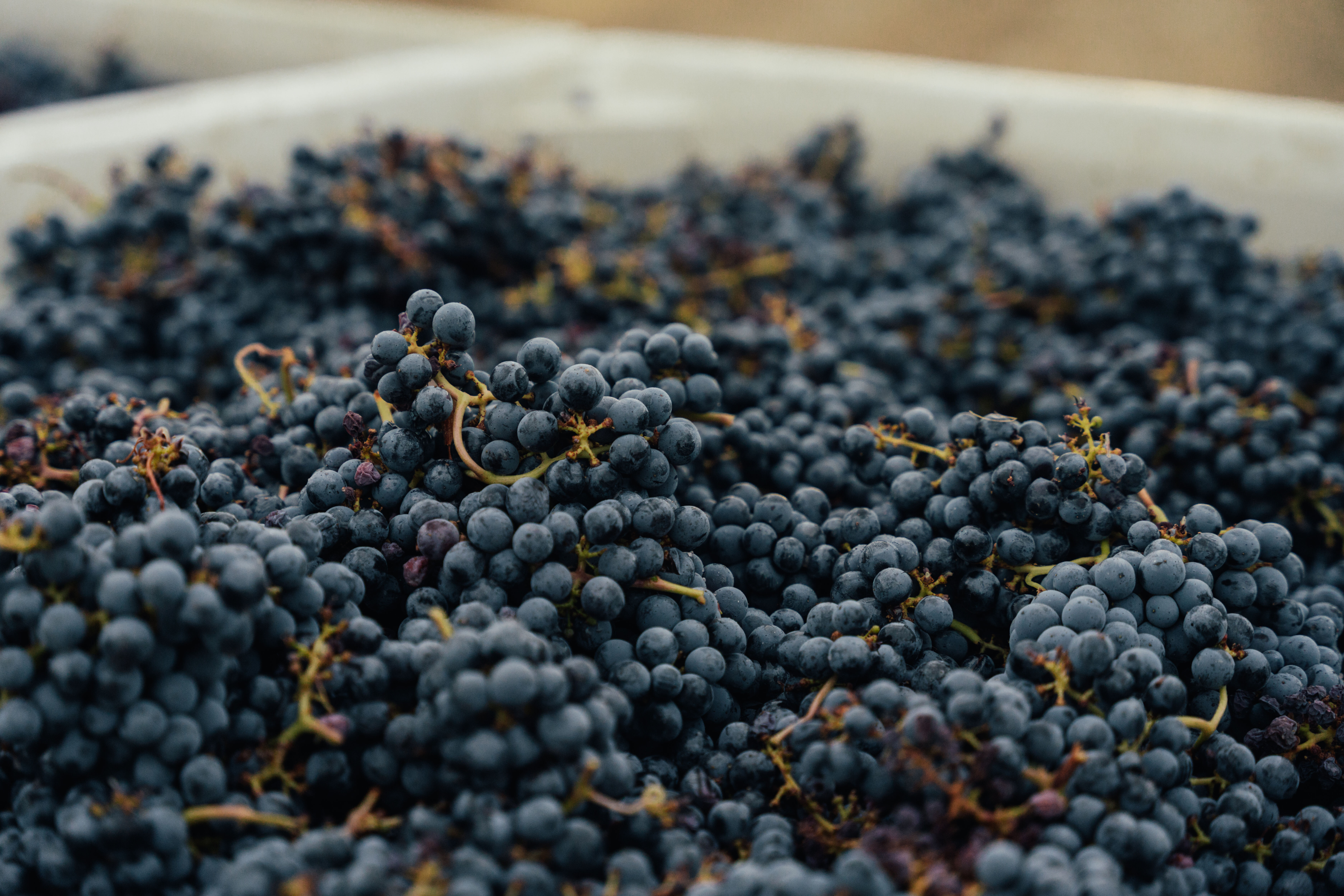 Freemark Abbey harvest