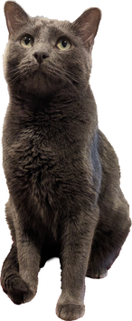 Kitty Treat Vineyard Pinot Noir Kitty Treat Vineyard Pinot Noir