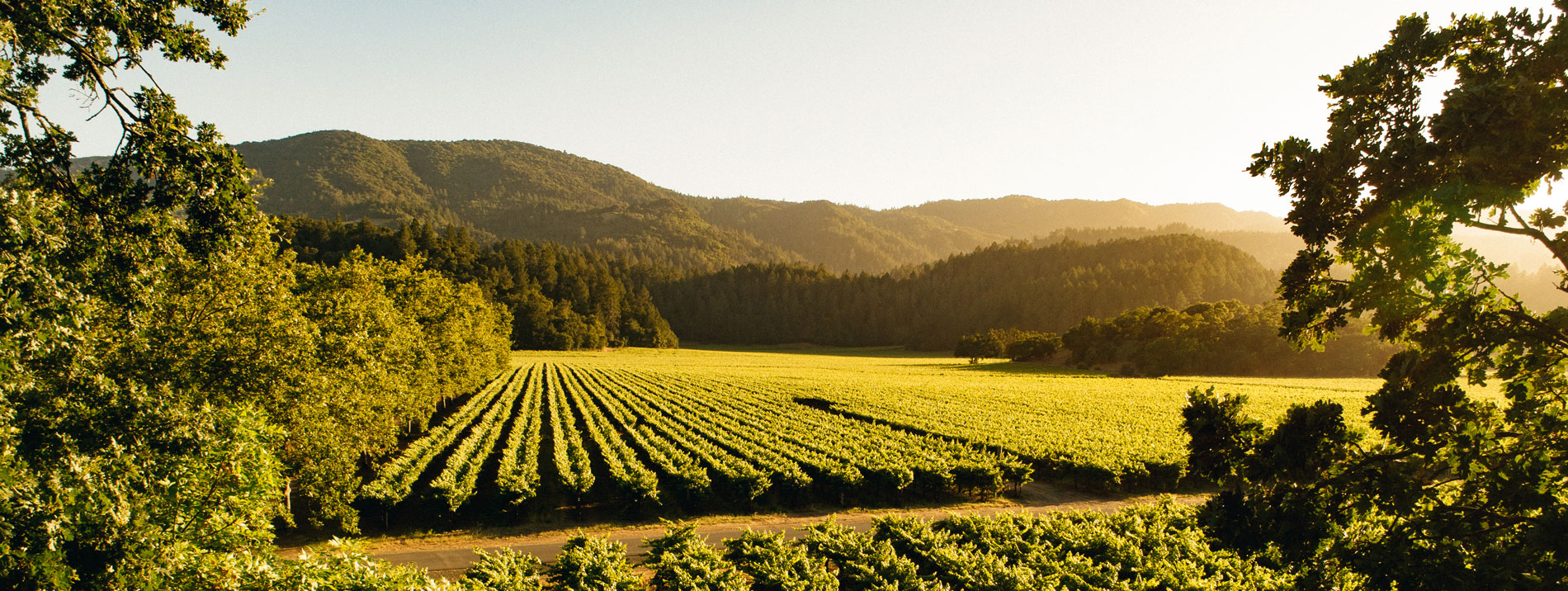 Bosch&eacute; vineyard at sunset