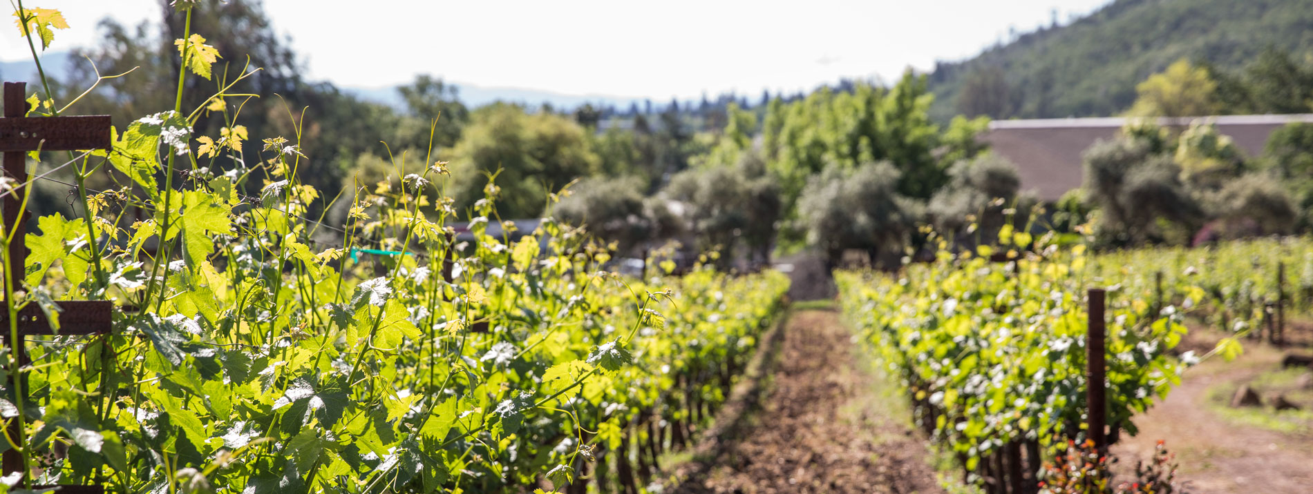 Freemark Abbey vineyard