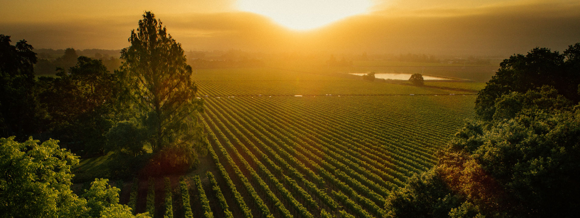 Freemark Abbey vineyard landscape